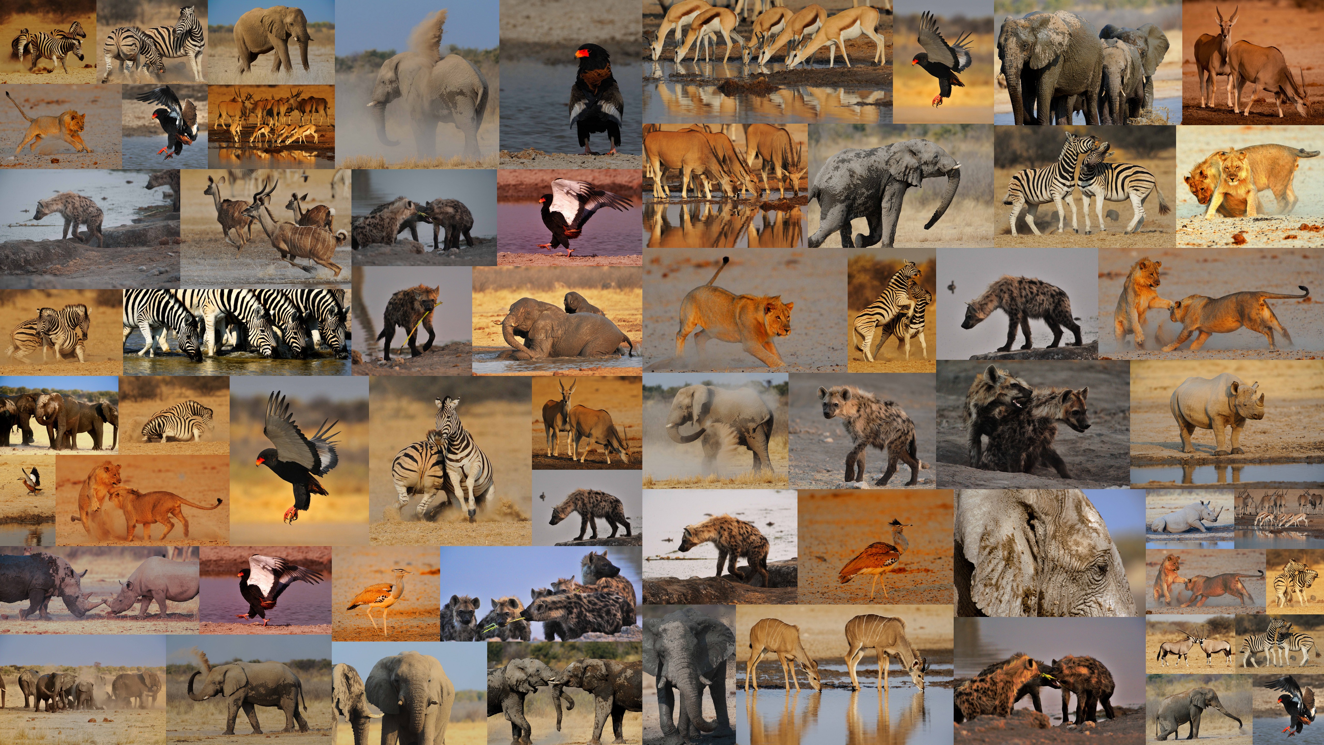 Африки животный география. Африка коллаж. Коллаж с животными Африки. Дикие животные коллаж. Дикие животные на одной картинке.